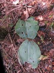 Platanthera orbiculata