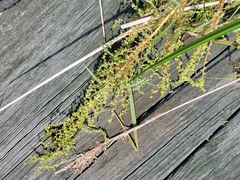 Amaranthus cannabinus