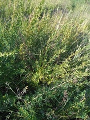 Chamaecytisus ruthenicus