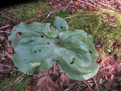 Platanthera orbiculata