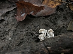 Tetrapyrgos nigripes