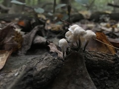 Tetrapyrgos nigripes