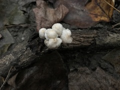 Tetrapyrgos nigripes