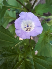Nicandra
