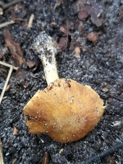 Cortinarius phalarus