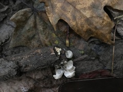 Tetrapyrgos nigripes