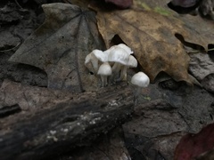 Tetrapyrgos nigripes