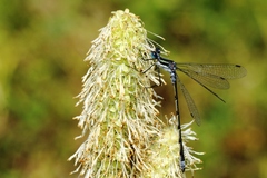 Lestes forcipatus