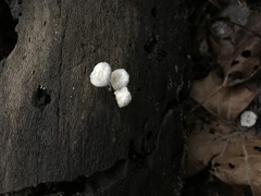 Tetrapyrgos nigripes