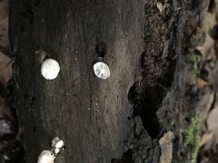 Tetrapyrgos nigripes