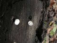 Tetrapyrgos nigripes