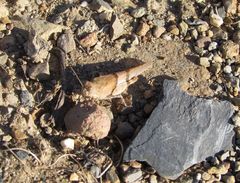 Sphingonotus lluciapomaresi