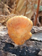 Cortinarius phalarus