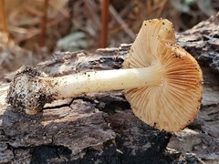 Cortinarius phalarus