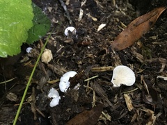Clitopilus fasciculatus