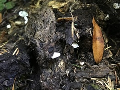 Clitopilus fasciculatus