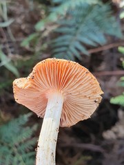Cortinarius phalarus
