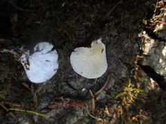 Clitopilus fasciculatus