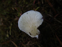 Clitopilus fasciculatus