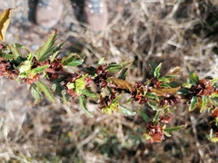 Sphaeralcea bonariensis