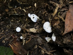 Clitopilus fasciculatus