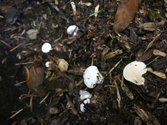 Clitopilus fasciculatus