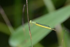 Ceriagrion melanurum