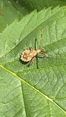 Coreus marginatus