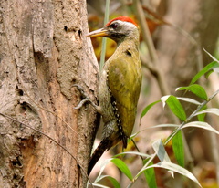 Picus xanthopygaeus