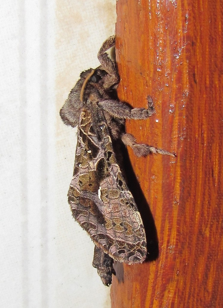 Tricladia prytanes