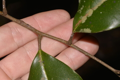 Mischocarpus pyriformis