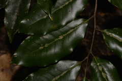 Mischocarpus pyriformis