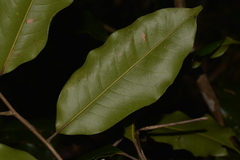 Mischocarpus pyriformis