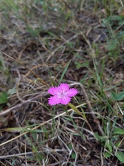 Dianthus armeria