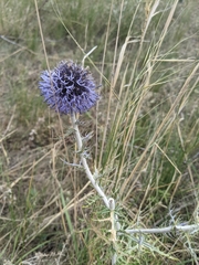 Echinops ritro