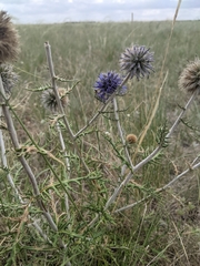 Echinops ritro