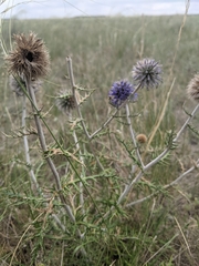 Echinops ritro