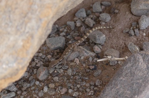 Tropiocolotes algericus