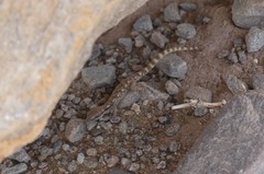 Tropiocolotes algericus