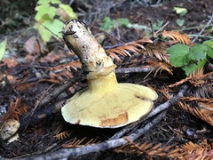 Suillus caerulescens image