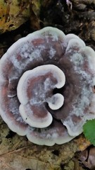 Hydnellum scrobiculatum