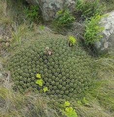 Euphorbia pulvinata