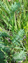 Astragalus alpinus