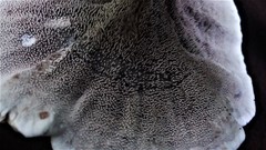 Hydnellum scrobiculatum