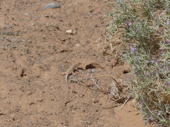 Acanthodactylus boskianus