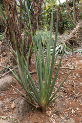 Sansevieria