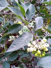 Ehretia latifolia
