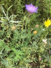 Pterocephalus brevis