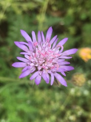 Pterocephalus brevis