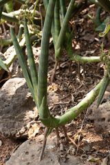 Sansevieria cylindrica